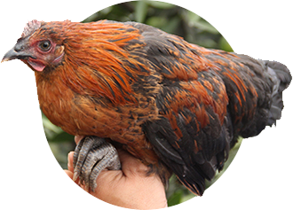 其中以"山坡散养土鸡"为最好,公鸡冠大而红,性烈好斗,母鸡鸡冠极小